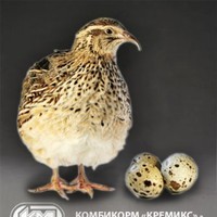 ф ф
