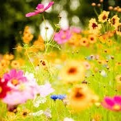 A Sravanthi