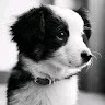 Subbu Ram K