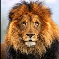 Simba Mps