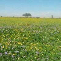 ابو عايد