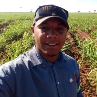 Caio Dassie