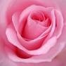 Seher Masoom