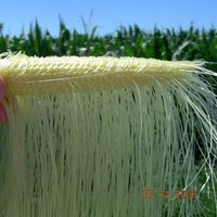 Maize Atal