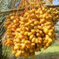 Abdul Fatah