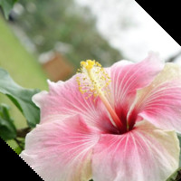 Maria Luiza Santa Rosa