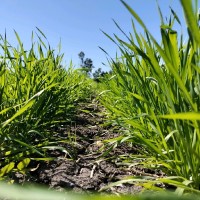 Etienne Rajchenberg Ceceña