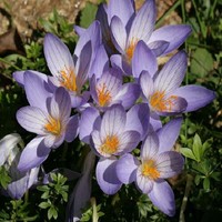 Zekeriya Kekic