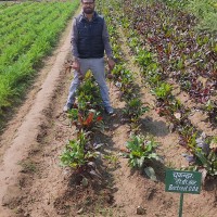 Brijesh Kumar Yadav