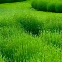 张云伟