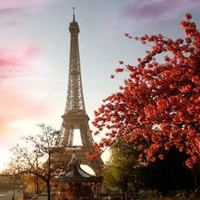 Dana Alexandra Neste