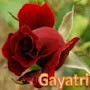 Gayatri Varsha