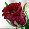 swetha arusamy