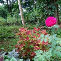 Thomas Edward