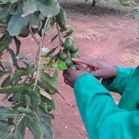 Basil Onyango