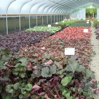 Loen Nursery, inc.