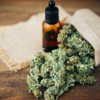 Alpha Canna