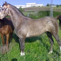 Marco Antonio Fernandez Canelo