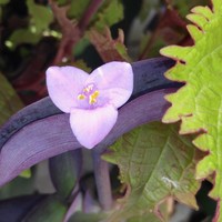 Barbara van der Graaf