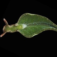 Elysia viridis