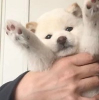 王正祥