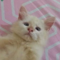 Nanda Andika