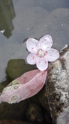 朱莉昵