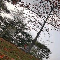 杨弟鹏