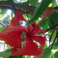 Marie-Elisabeth Rochambeau