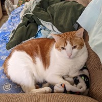 Paula Sears-Engelgau