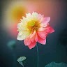 dhananjay Taware