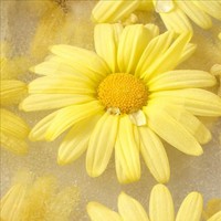 Daisy .S