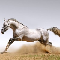 Salim Abou Assi