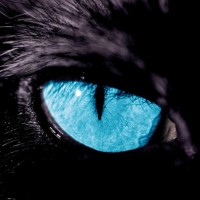 Muhammed Serdar ÇETİN