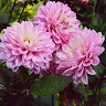 Екатерина Овчинникова