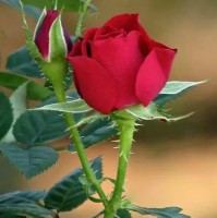 Rasid Islam