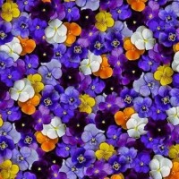 Violet Ghost