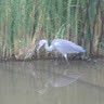 Robert Howard