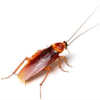 Dératisation Désinsectisation Traitement anti nuisible