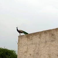 Rahul Dhanwal