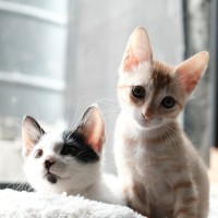 Cats Of Stone Soup