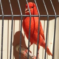 Davood Canary