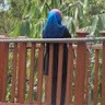 NabiLa Yazid