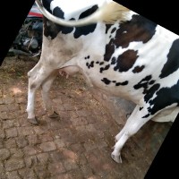 Subash Sk