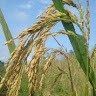 Nurio Masido