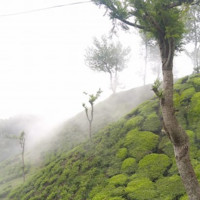 ANOOP K MOHAN