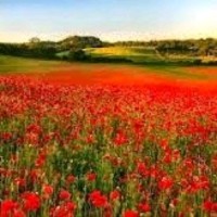 Antonio José Viejo Domínguez