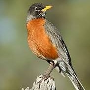 Robin M.