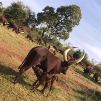 Briphin Ampurire