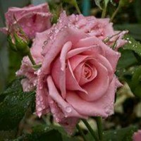 Huda الأخيرshafy